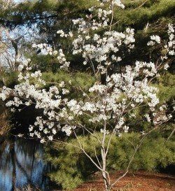 Amelanchier canadensis, Canadian Serviceberry - 1.2- 1.5m