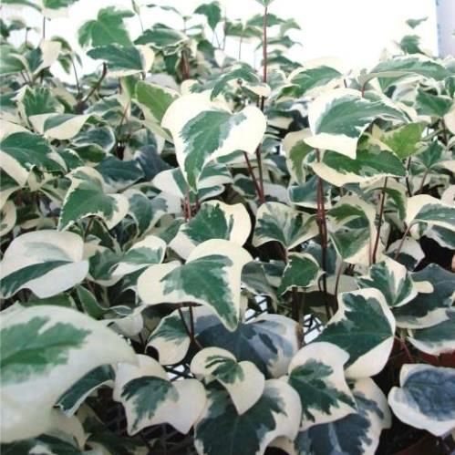 Hedera canariensis  Variegata - Pb5