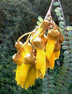 Sophora tetraptera, Kowhai - 25ltr