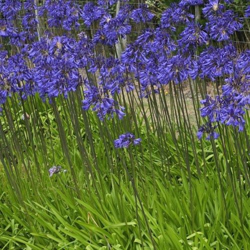 Agapanthus Purple Cloud - Pb6.5