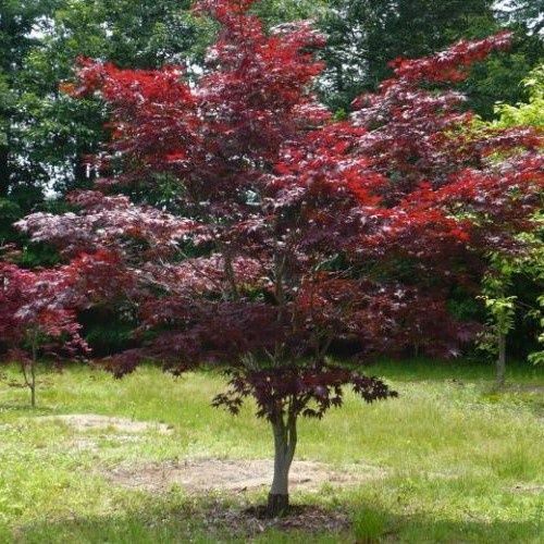 Acer Bloodgood - 35Ltr