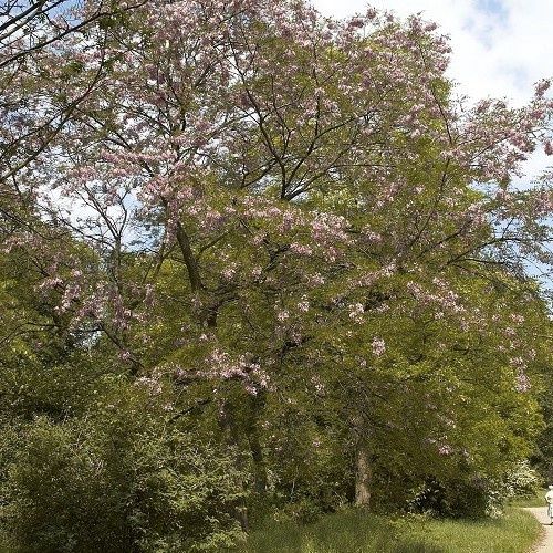 Robinia hillierii, Pink Acacia - Pb18/Pb28 (2.5m/3m)