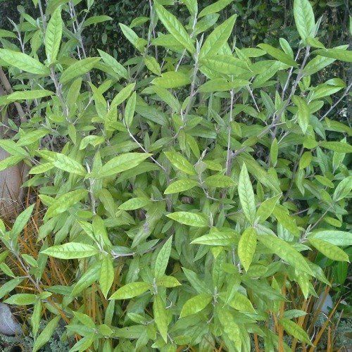 Corokia x Geenty's Giant - 2Ltr