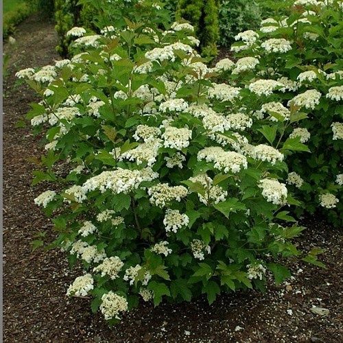 Viburnum opulus Compactum - 2Ltr