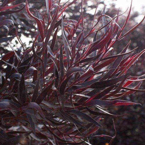 Agonis fluxuosa After Dark - Pb5