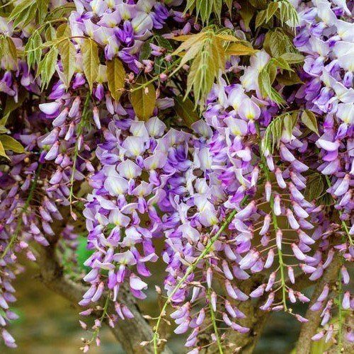 Wisteria fl. Lavender Lace - 3Ltr
