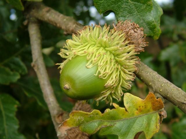 Quercus cerris, Turkey Oak - Pb12/Pb18