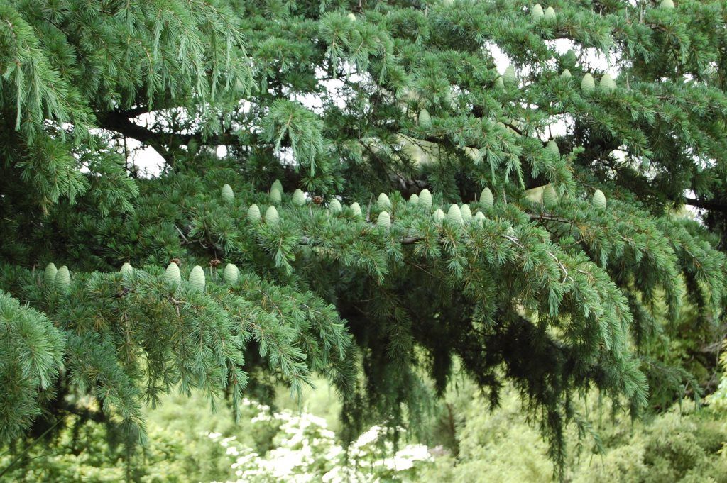 Cedrus deodara, Deodar Cedar - Pb6.5 (50/90)