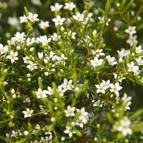 Coleonema Alba, White Breath Of Heaven - Pb5