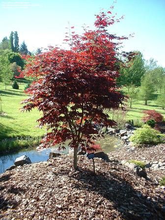 Acer Red Emperor - Pb18, 1.8m high
