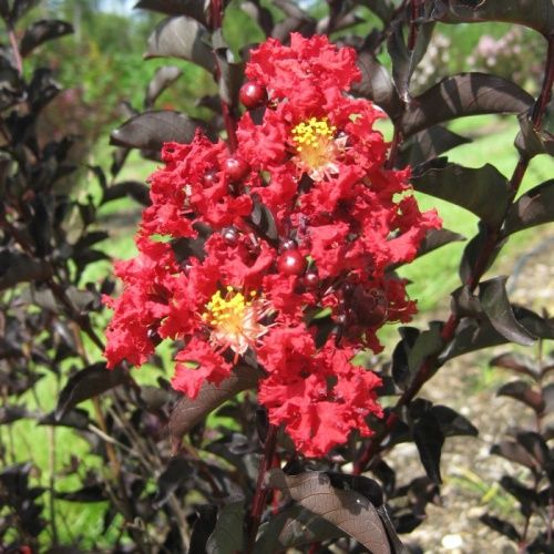 Lagerstroemia Crimson Red, Crepe Myrtle