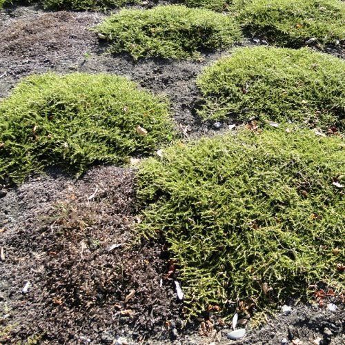 Coprosma Hawera - Pb3/Pb5