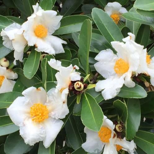 Gordonia axillaris - Pb5/Pb6.5 (40/90)