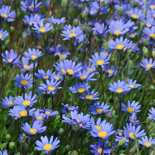 Felicia Blue Star - Pb6.5