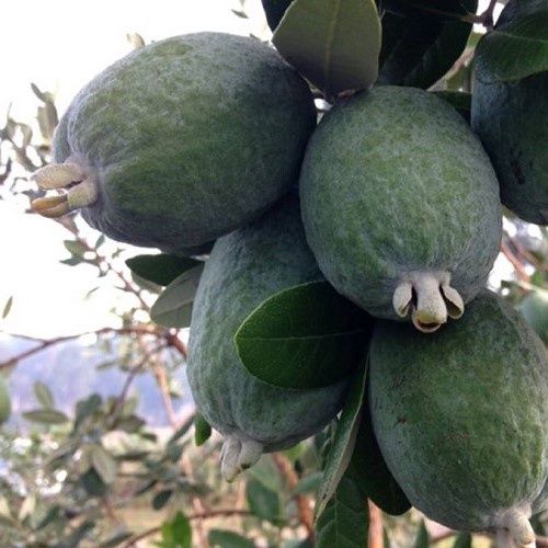Feijoa - 45Ltr (160/190)