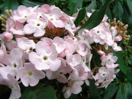 Luculia pin. Fragrant Cloud - pb6.5/3.5ltr