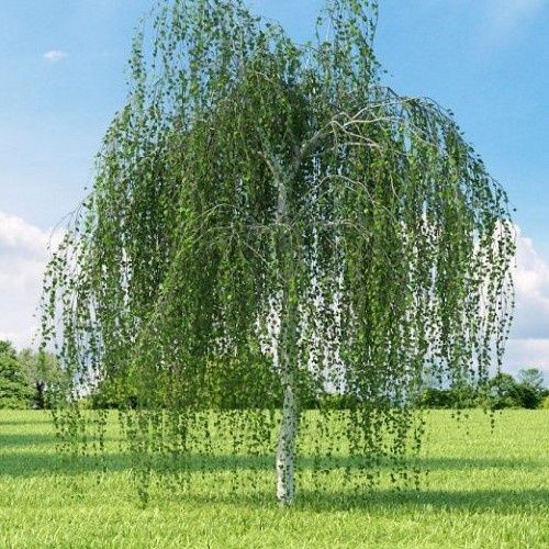 Betula pendula Youngii, Young's Weeping Birch - Pb28
