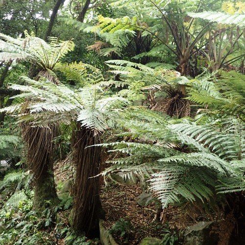 Dicksonia fibrosa, Wheki Ponga - 2.5L