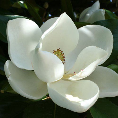 Magnolia D. D. Blanchard - Pb60/45Ltr