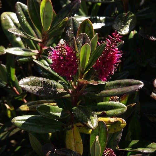 Hebe speciosa Plum - 1.4Ltr