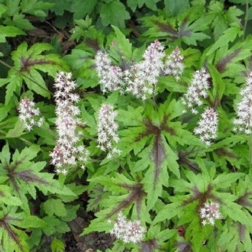 Tiarella Neon Lights