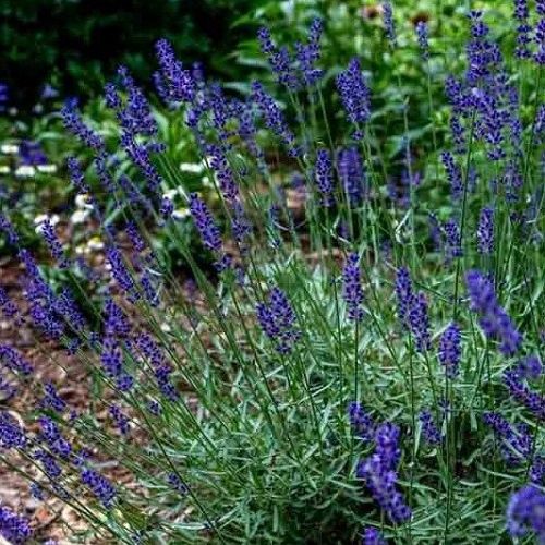 Lavandula intermedia Super - Pot