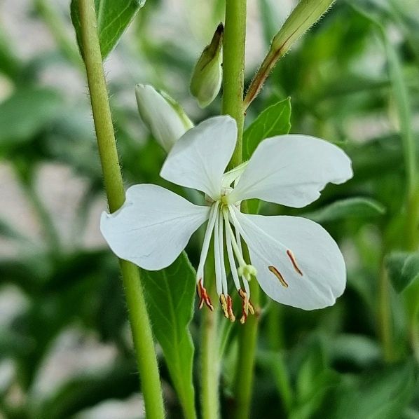 Gaura alba, White Gaura