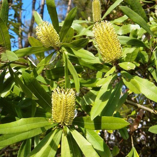 Banksia integrifolia, Coast Banksia -