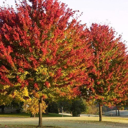 Acer freemanii, Freeman's Maple - Pb28