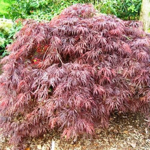 Acer Crimson Queen - Pb18