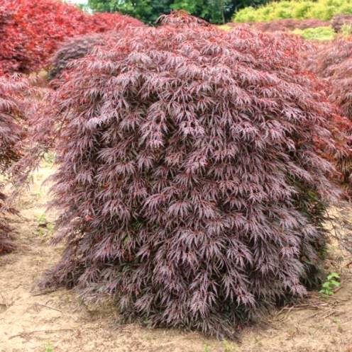 Acer Tamukeyama - Pb18