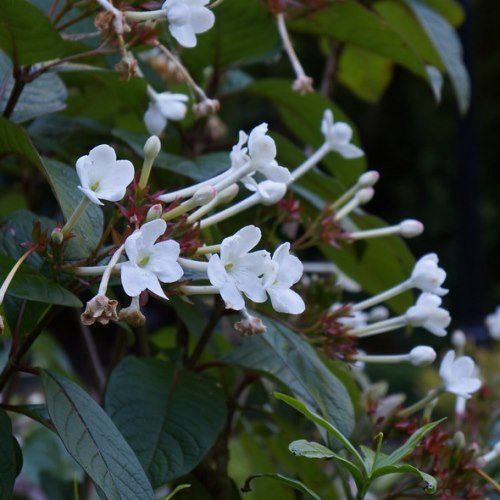 Luculia grandiflora - 3Ltr