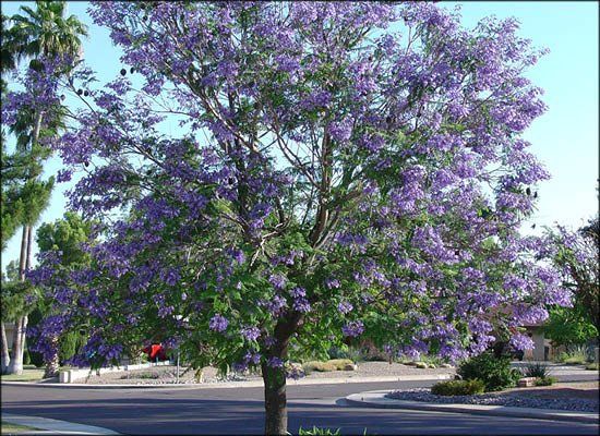 Jacaranda mimosaefolia, Jacaranda - 45ltr  2.6-2.8m