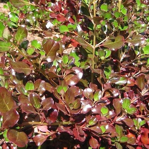 Coprosma Plum Hussey - Pot
