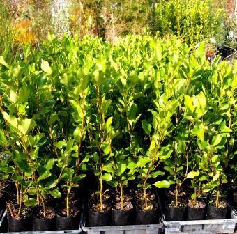 Griselinia l. Broadway Mint - (50/60)