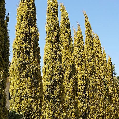 Cupressus Swanes Golden, Italian Cypress - 2.5Ltr (60/80 cm ))