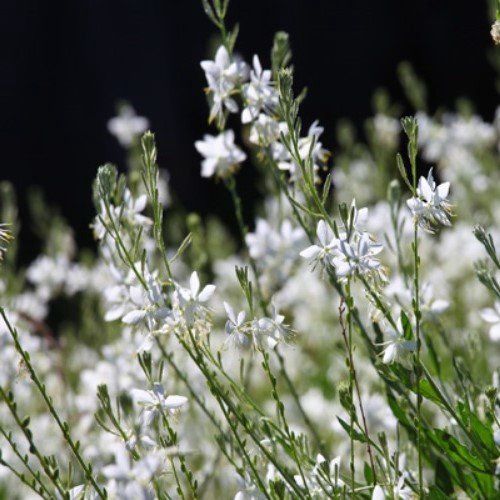 Gaura Soda Pop - 2.5Ltr