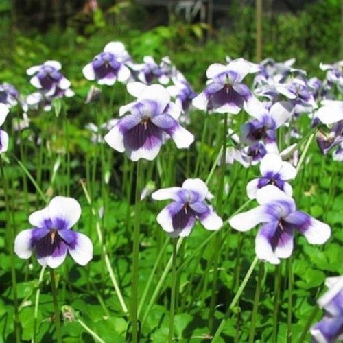Viola hederacea - 1.5Ltr