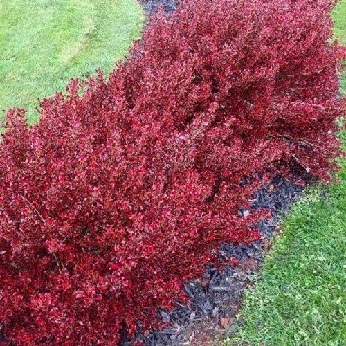 Coprosma Pacific Sunset - 2Ltr (30/40)