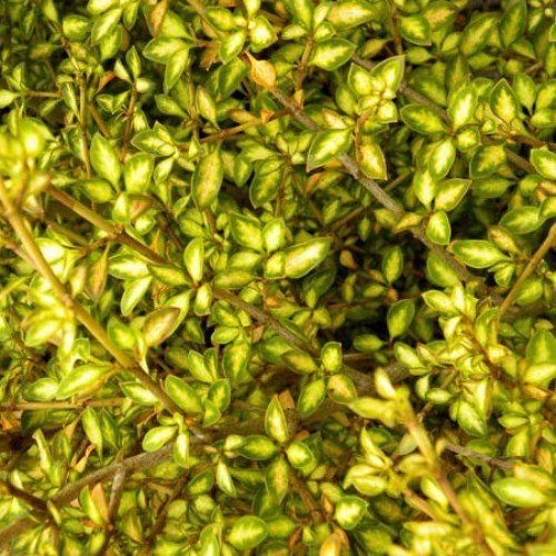 Coprosma Beatson's Gold - Pb5