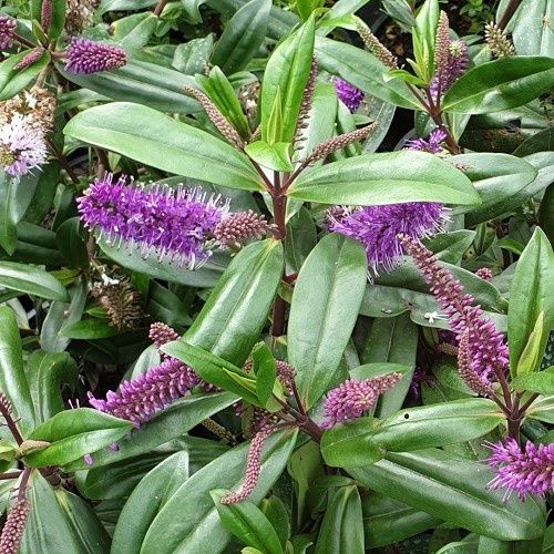 Hebe Wiri Prince - Pb6.5 (30/40)