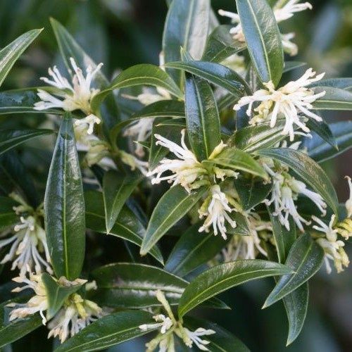 Sarcococca ruscifolia, Sweet Box - 2.5Ltr 30/40cm