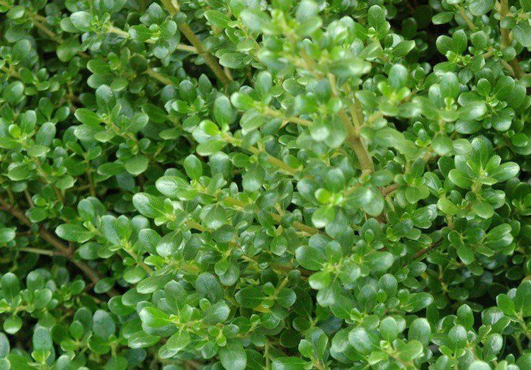 Coprosma Middlemore