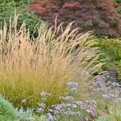 Calamagrostis Karl Foerster - pb5 (30/40)