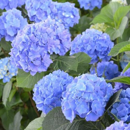 Hydrangea Renate Steiniger - 4Ltr