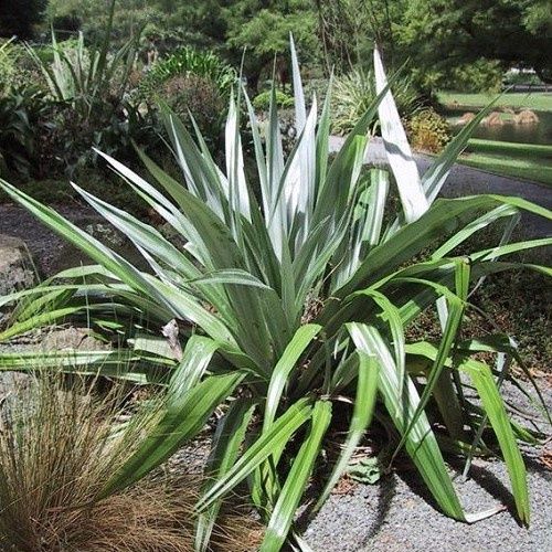 Astelia chathamica, Kakaha - Pot