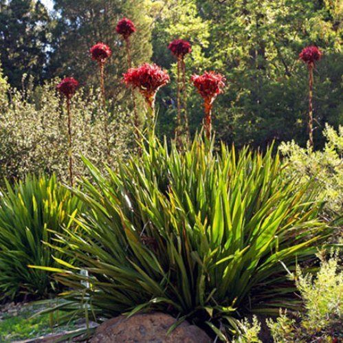Doryanthes excelsa, Gymea Lily - Pb6.5
