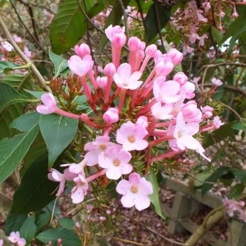 Luculia grat. Early Dawn - pb6.5 (40/60)