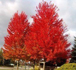 Acer freemanii, Freeman's Maple - Pb12/Pb18