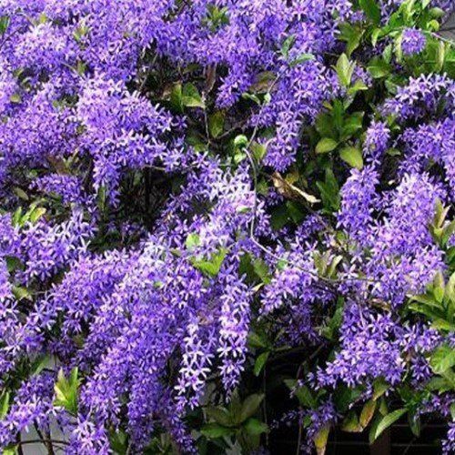 Petrea volubilis, Purple Wreath - 3.3Ltr